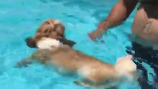 Small brown dog swims in a pool next to her owner