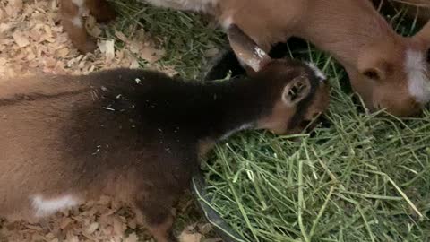 Baby Goats In The Barn