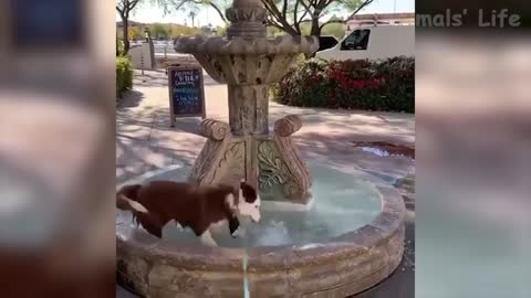 The dog bathes with pleasure in the fountain