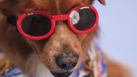 cute dog with sunglasses/ que lindo perro con anteojos de sol