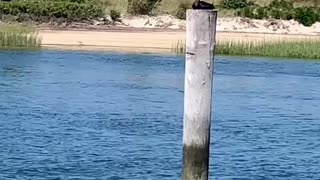 CORMORANT SUN TANNING