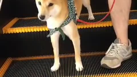 My dog knows an escalator makes her comfortable