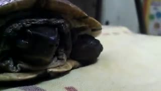 Feeding My Tortoise While Lying In Bed