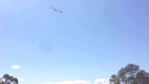 Dive bombed by crazed birds