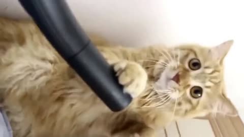 The cat loves a vacuum