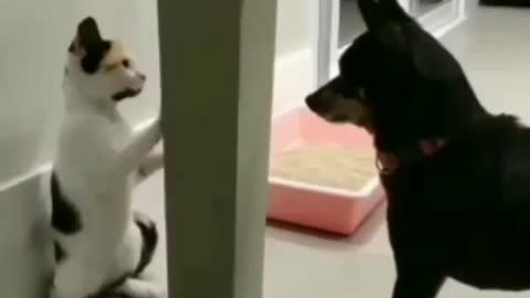 Dog vs cat crazy fight to watch cat tricks dog