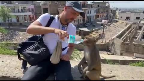 Thirsty Monkey Patiently Drinks Water with help of a Man