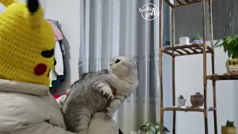 Reaction Of Funny Cats On The Pets Toy