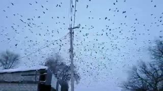 Ravens Invasion
