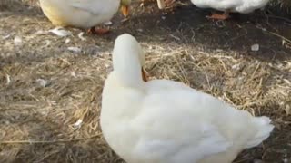 Ducks play with Ice