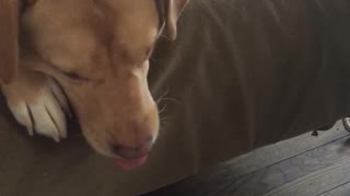 Brown sleepy dog on grey couch with tongue out