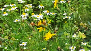 Bee collects pollen