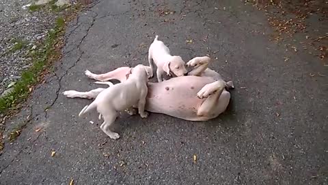 mamma e cuccioli dogo agentino- puppy
