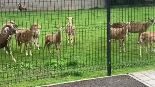 These sheep are totally fascinated by a visiting puppy