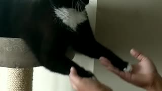 Kitty Prefers His Paws Are Played With