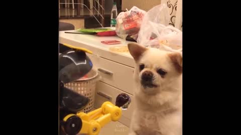 Dog and Cat Reaction to Toy These Must be the cutest and adorable