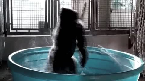 Gorilla dancing in the shower