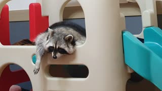 Sleepy raccoon lies on a slide and makes an unusual sound.