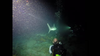 Large Shark on Night Dive!