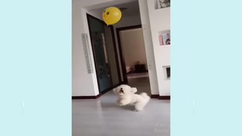 Funny and Cute puppies Life Videos
