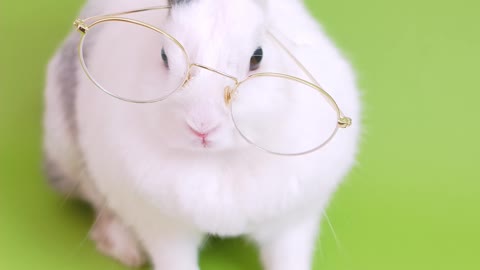 Cute bunny with eyeglasses - watch now