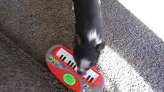 Mini pig plays the piano