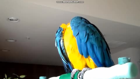 Blue and Gold Macaw Talking - Snuggles the Macaw