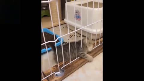 Cute and funny funny pets try not laugh to these pet compilation