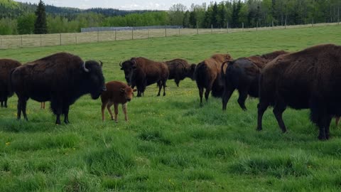 Fun on the Farm - Bison Babies enjoying the sun