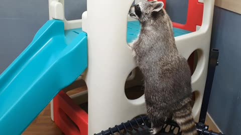 Overweight raccoon fails to climb playground
