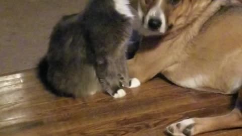 This mamma kitty cleans her doggy's face twice a day