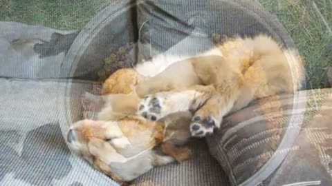 Dogs sleeping in weird positions - Funny Dogs Sleeping