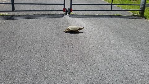 Turtle crossing