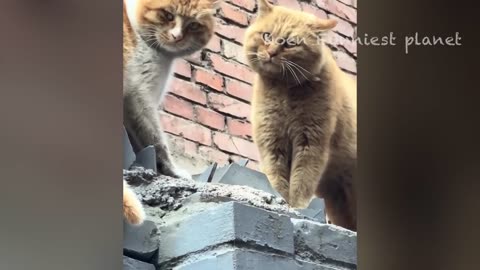 Paws and Claws Comedy: Hilarious Dog and Cat Videos🐾🤣