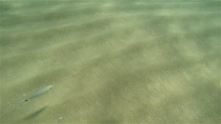 Sea Bed Sand Seen In Shallow Waters - Footage By peakring.com
