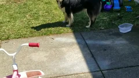 A dog and bubbles