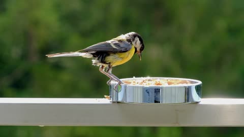 a little bird filmed in right moment