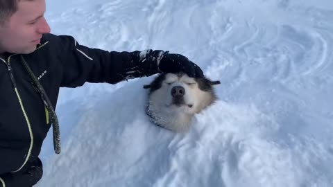 Watch This Hilarious Husky Dog Having the Time of Its Life in the Snow