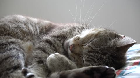 Home Cat Rough Dream While Sleeping