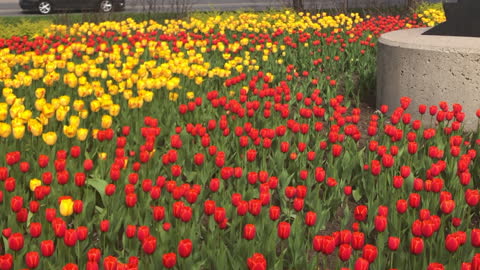 Tulips, tulips, and more tulips! The Canadian Tulip Festival.