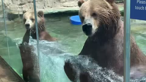 Dancing Bears at Saint Louis Zoo