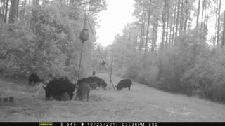 Hogs on Roll Barrel