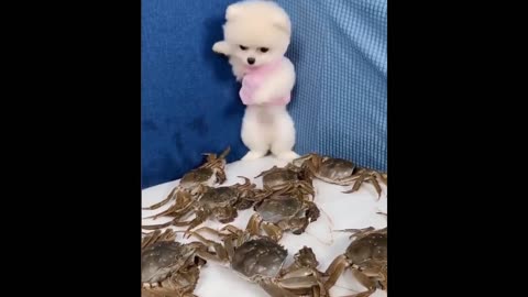 😍 Funny and Cute Pomeranian #4 😍 Perritos bebes lindos 🐱💗