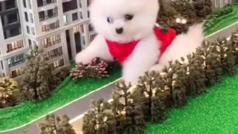 Funny Dogs from Tik Tok - Try not to laugh - Funny Dog - Funny Animals Life - Cute