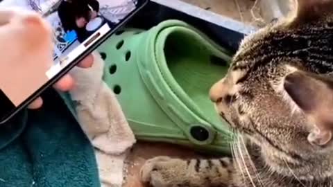 Cute cat on viral music