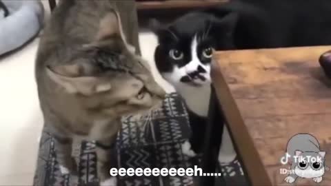 Pets Funny Cats talking these cats can speak english better than