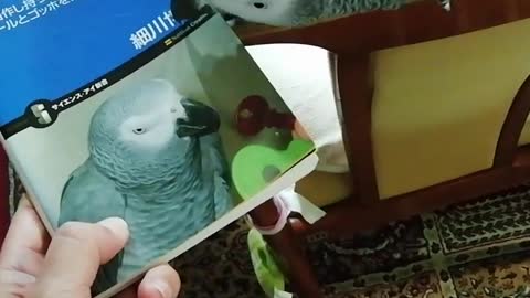 Smart parrot enjoyies reading a book