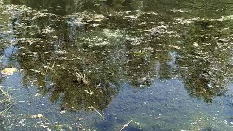 Golden Retriever swimming in the river