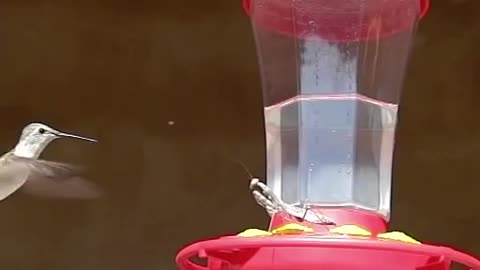 Epic praying mantis taking down a humming bird