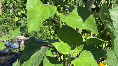 Beautiful August Afternoon in the Garden